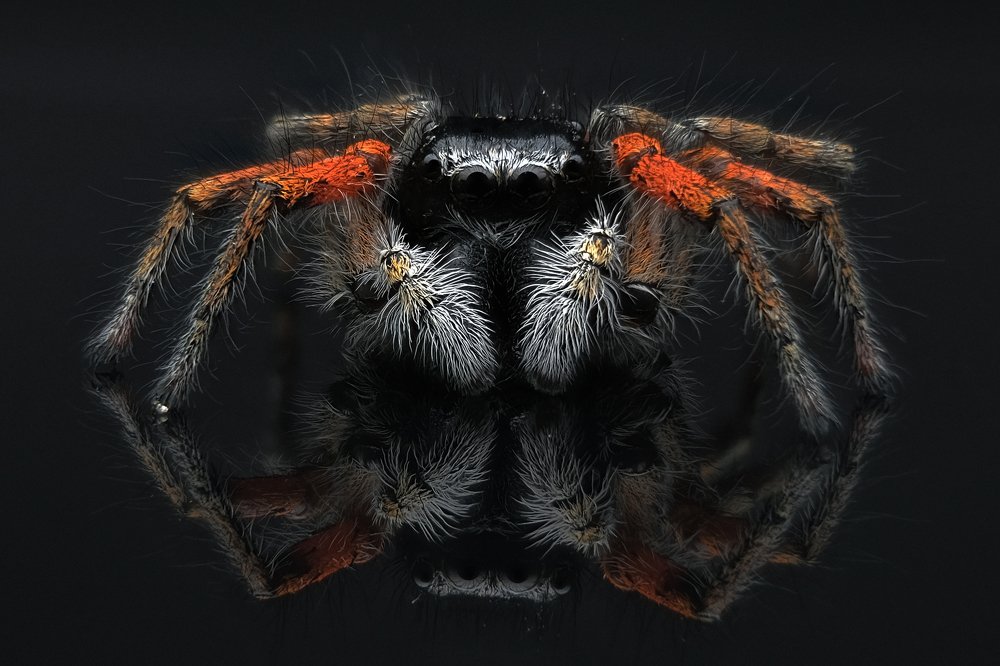 Philaeus chrysops