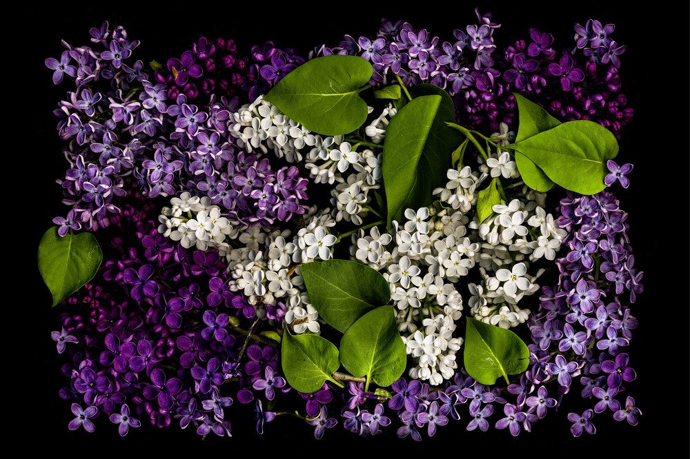 Photograph by  Peter Hennig