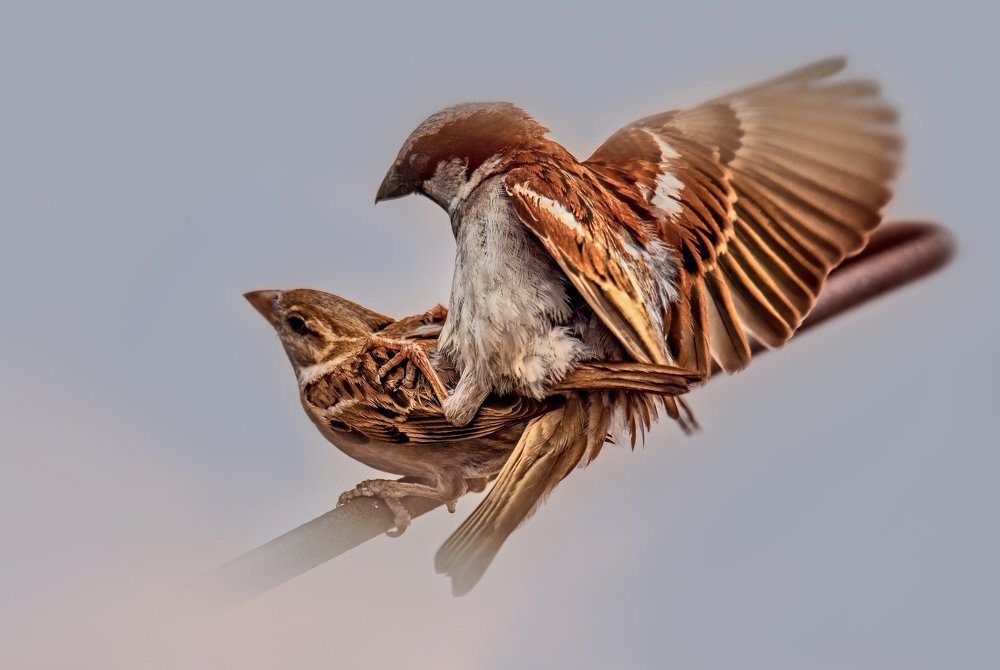 Photograph by Md. Ruhul Amin Farid