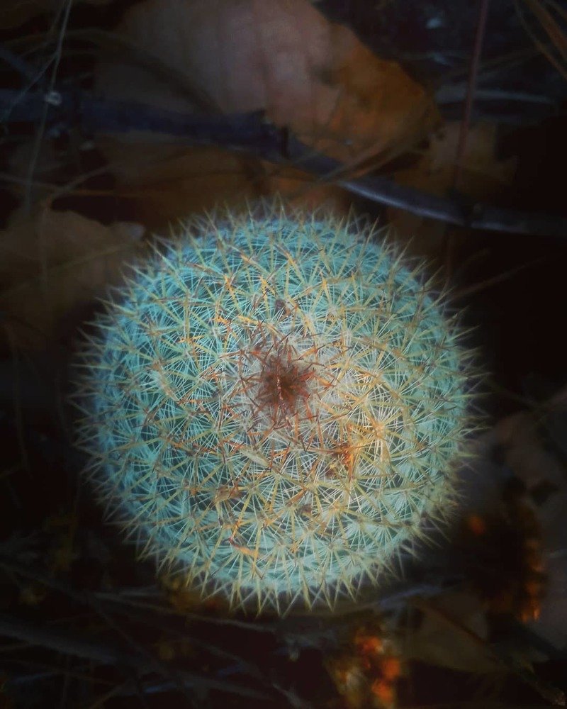 Cactus del bosque