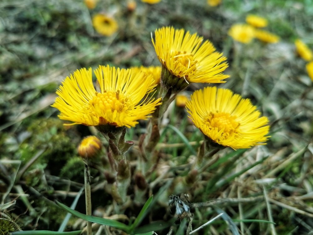 Первые цветы весны. Урал
