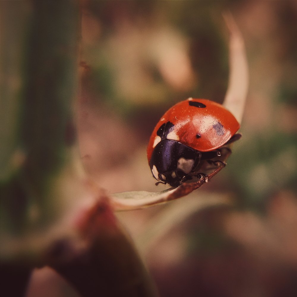 Photograph by Анатолий Жуков