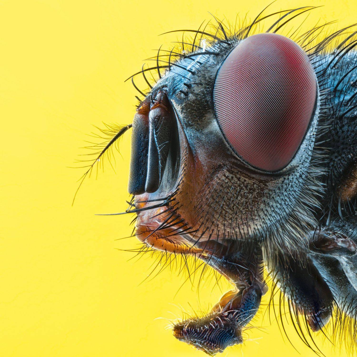 Фотография #4587039