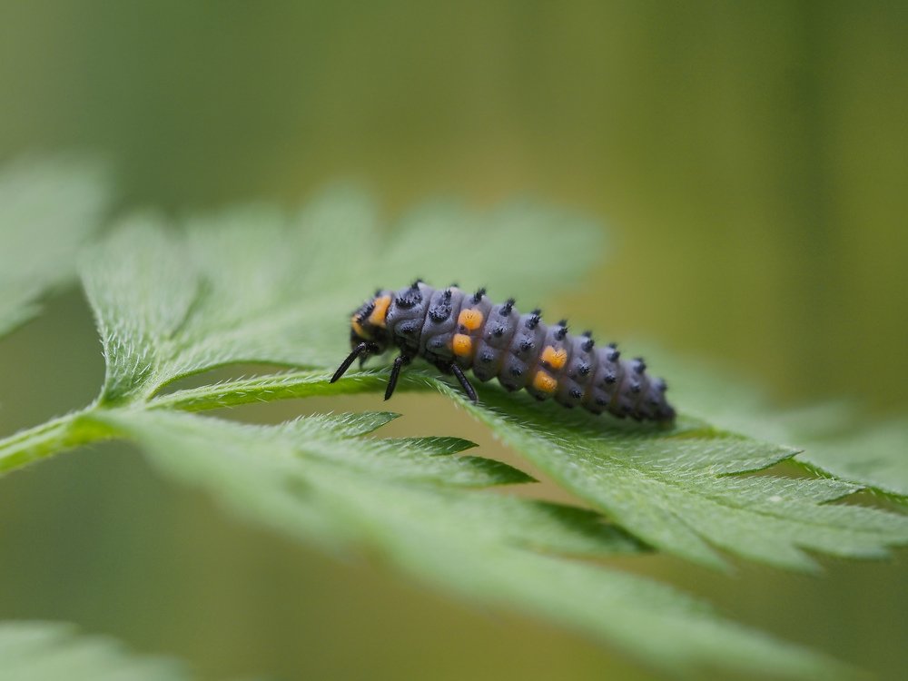 Ladybug larva