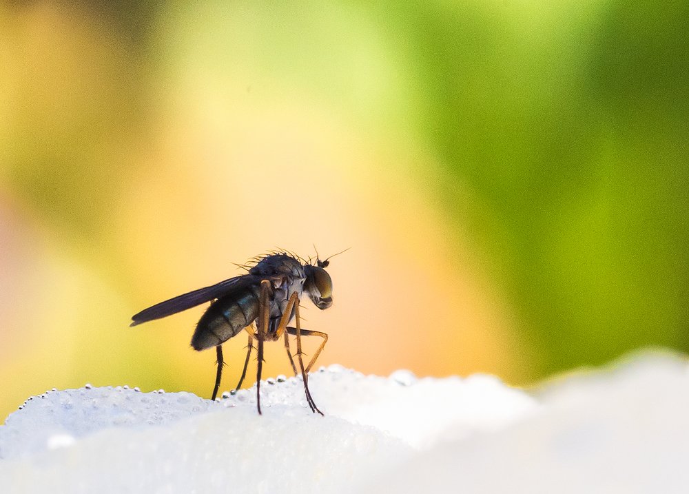 Фотография автора Liviu Ciprian Hiticas