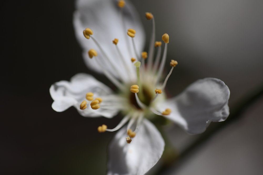 A blossom flower – the harbinger of the Spring