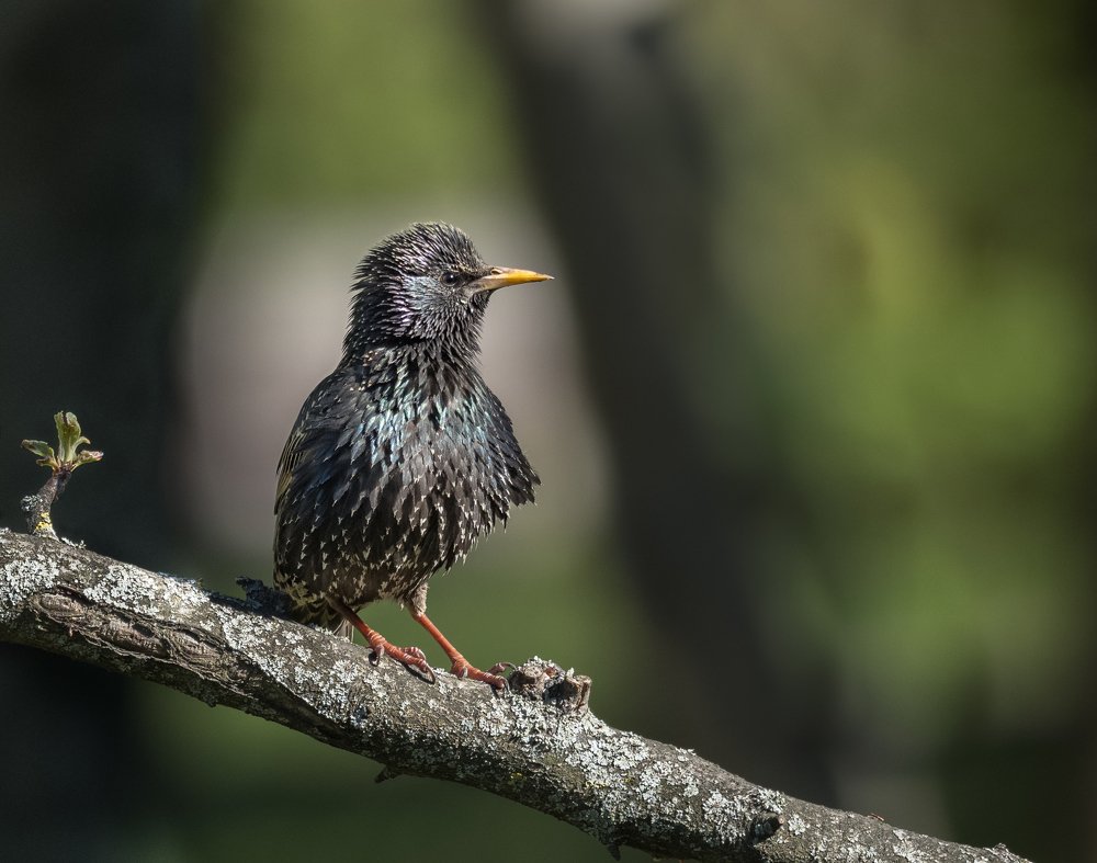 Photograph by Курлянцев Алексей