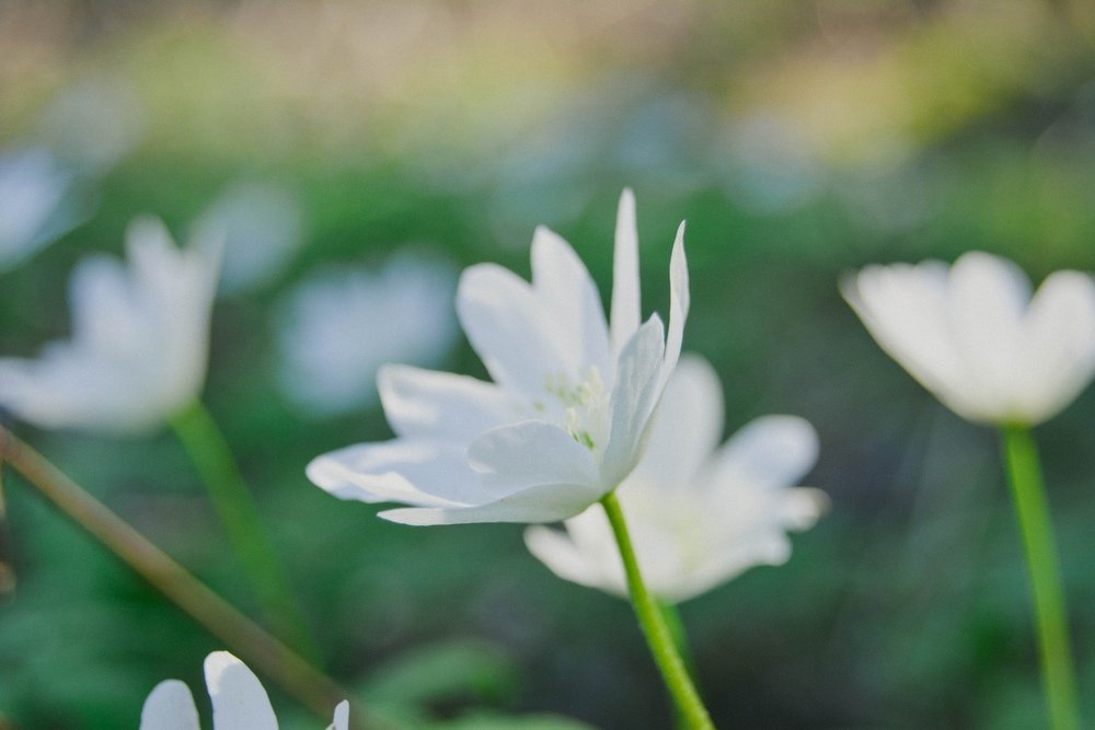 Photograph by Дарья Андреевна Чеботарёва