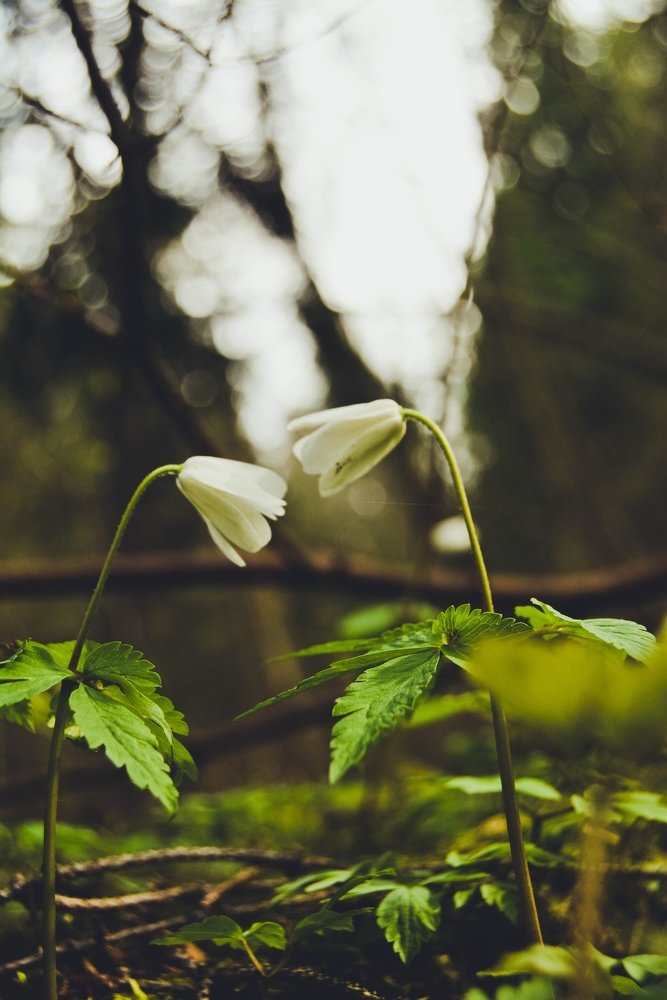 Photograph by Дарья Андреевна Чеботарёва