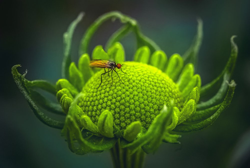 Photograph by Рут Андрей