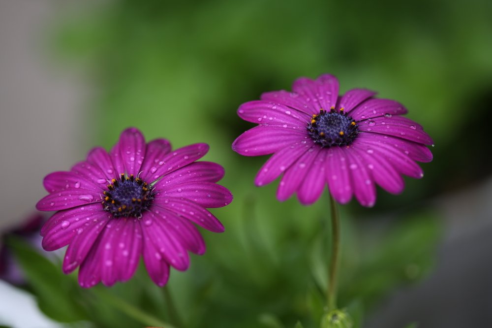 Photograph by Angel Georgiev