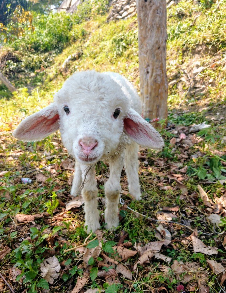 sheep