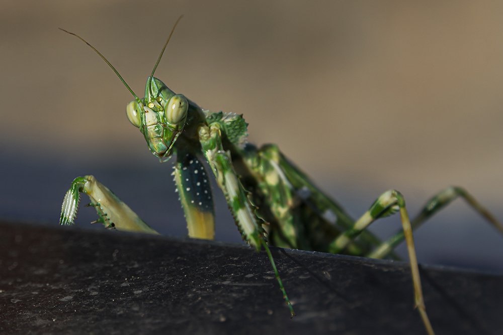 Фотография автора Ebrahim Rahiminezhad