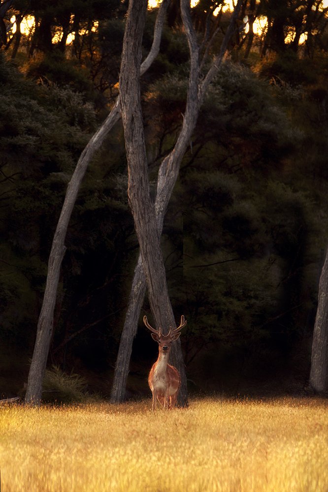 Forest spirts