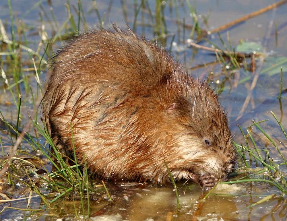 Встреча с отважной Чучундрой)))