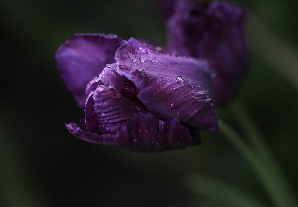 Фотография автора Анна Вигера