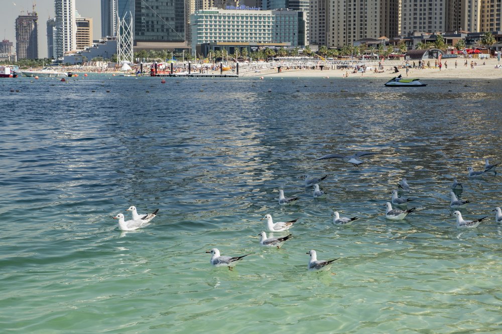 Дубай, берег Персидского залива...