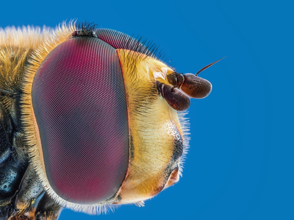 small fly head macro