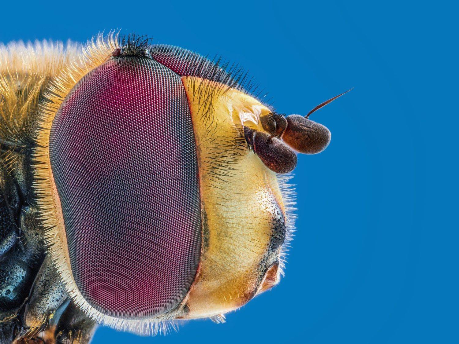 small fly head macro