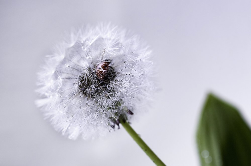 Фотография автора Анна Вигера