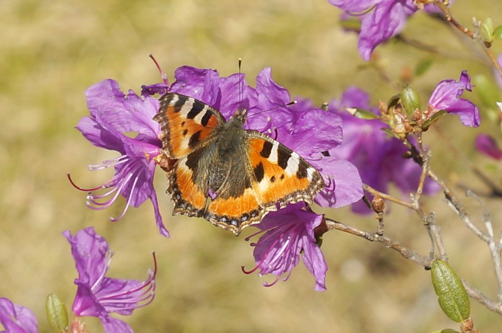 Photograph by Ольга Воронова