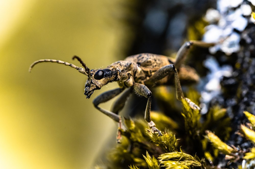 Рагий ребристый.