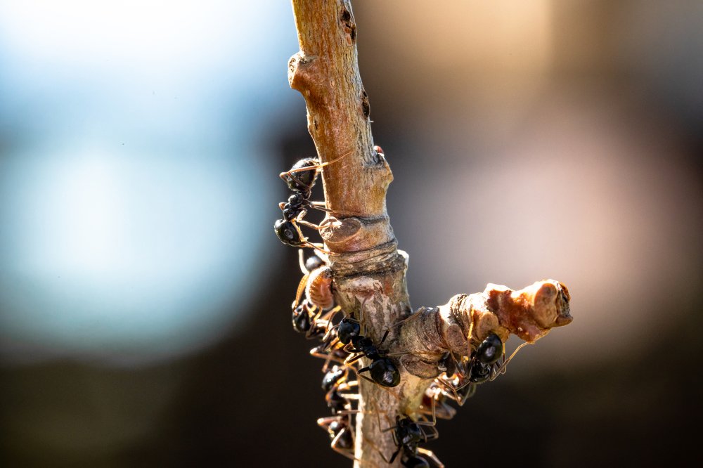 Фотография автора Мария Сурмачева