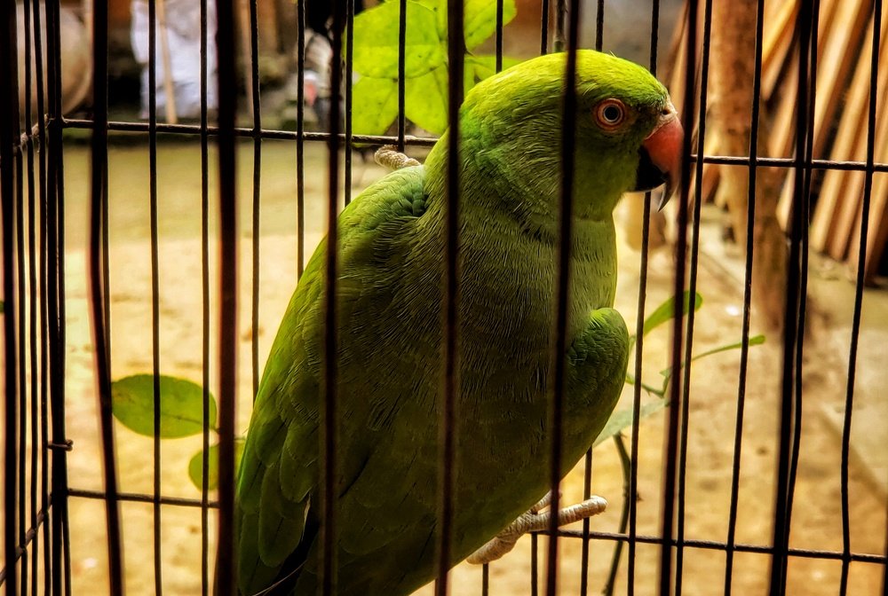 Photo #4587896