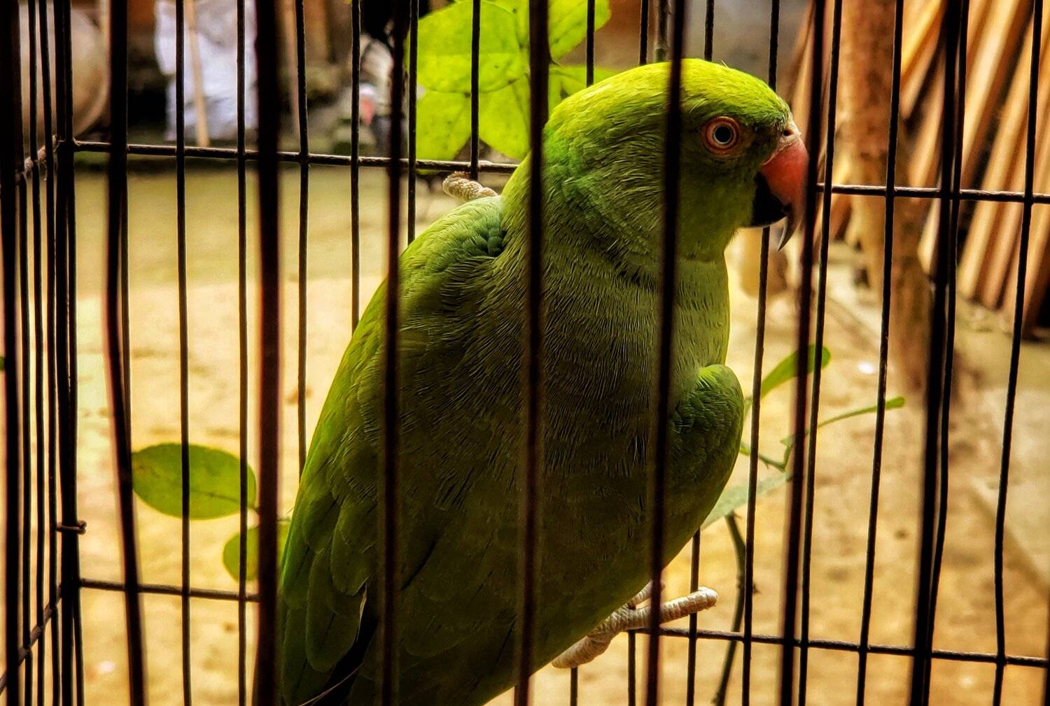 Photo #4587896