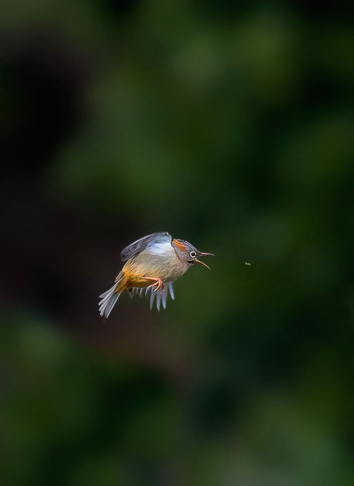 Feeding style of this tiny bird