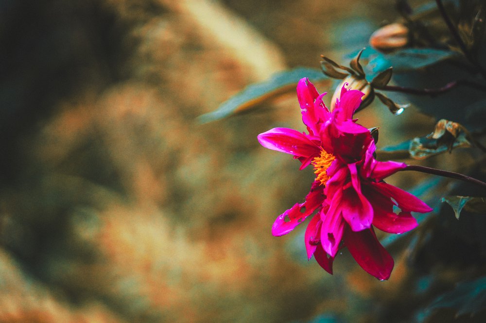 Photograph by Pulkit Rohilla