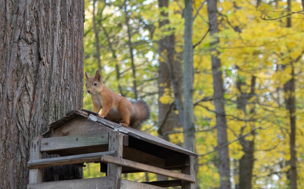 Photograph by Полина Белокопытова