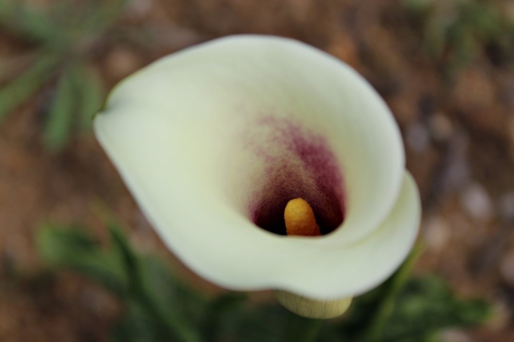 Jarro quase branco...