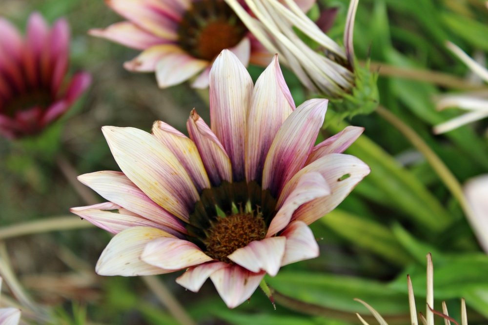 OSTEOSPERMUM - MARGHERITA .