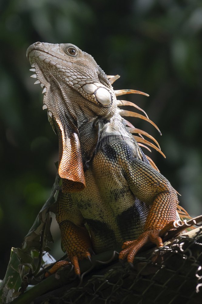 Iguana sunbathing