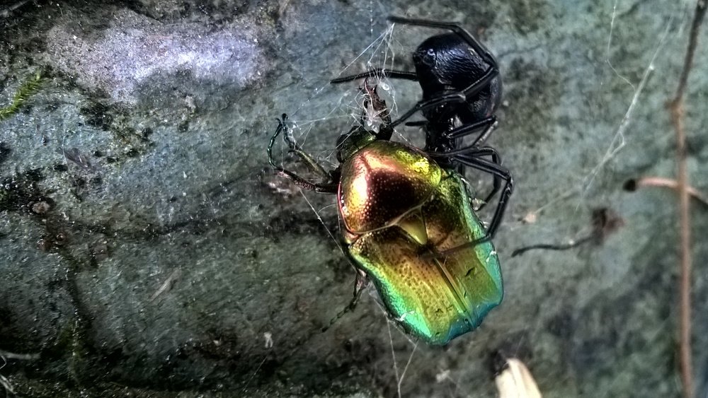 Photograph by Monika Rizova