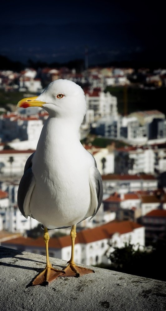 Seagull