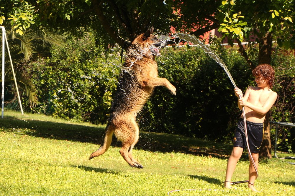 My dog's summer