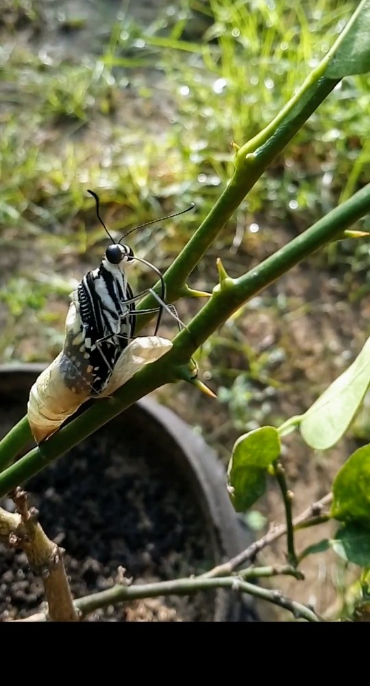 Evaluation of butterfly