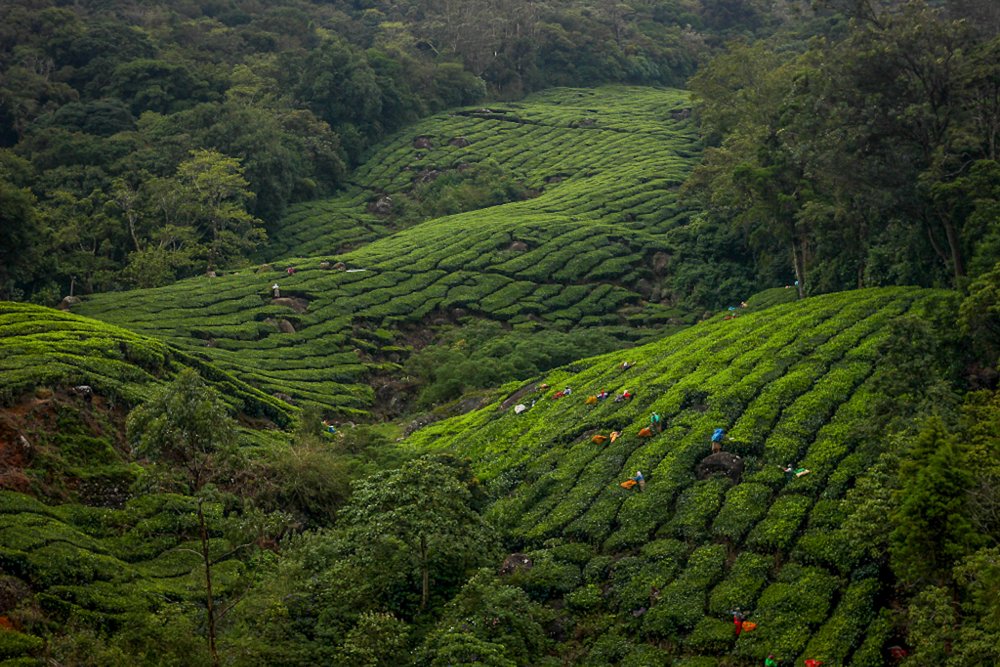Beauty of western ghats