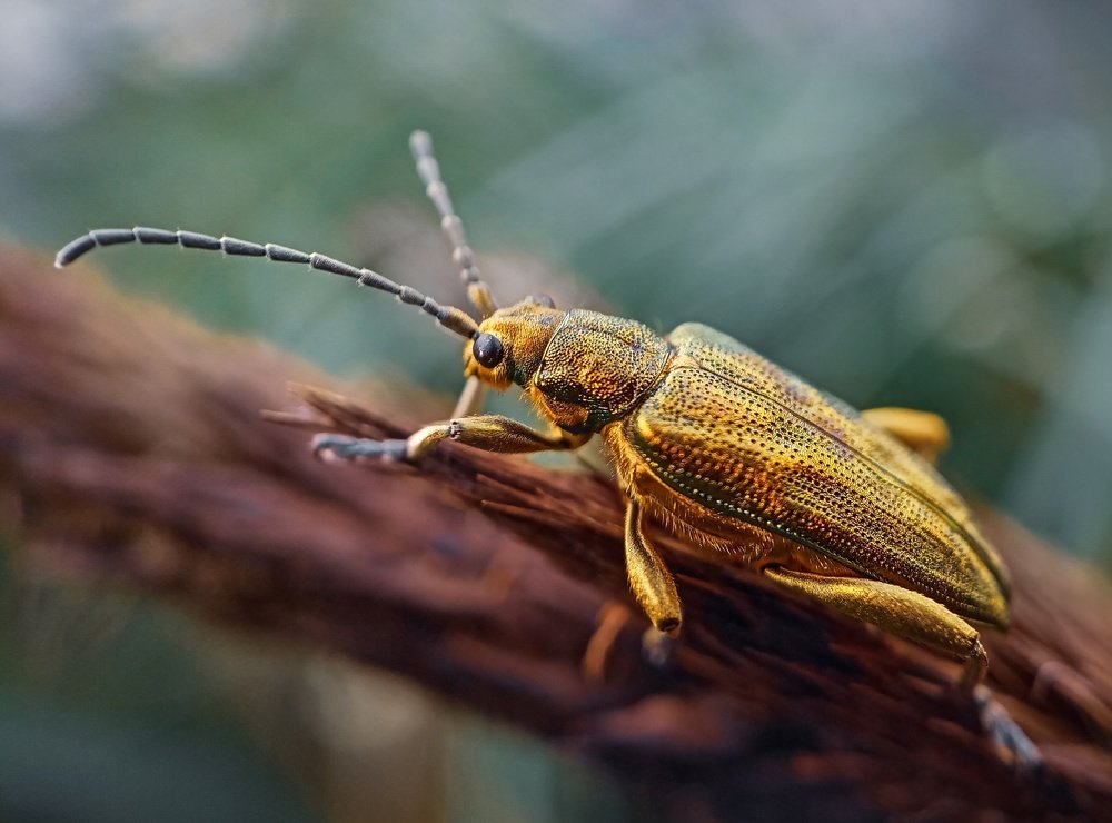 Photograph by Назарий Гандей