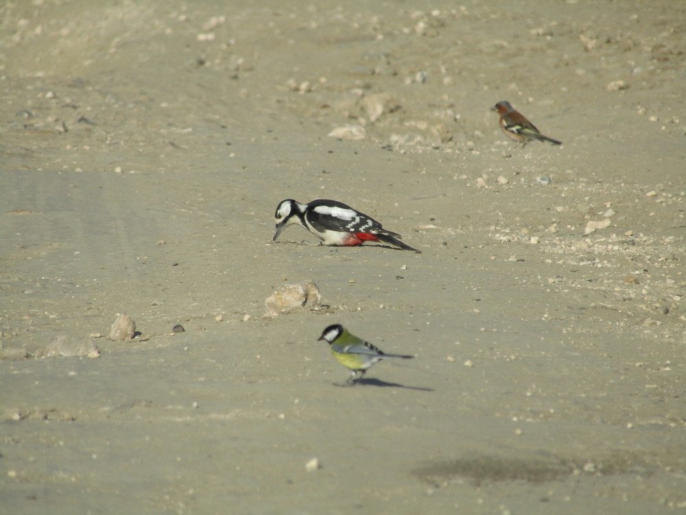 Photograph by Сергей Яценко