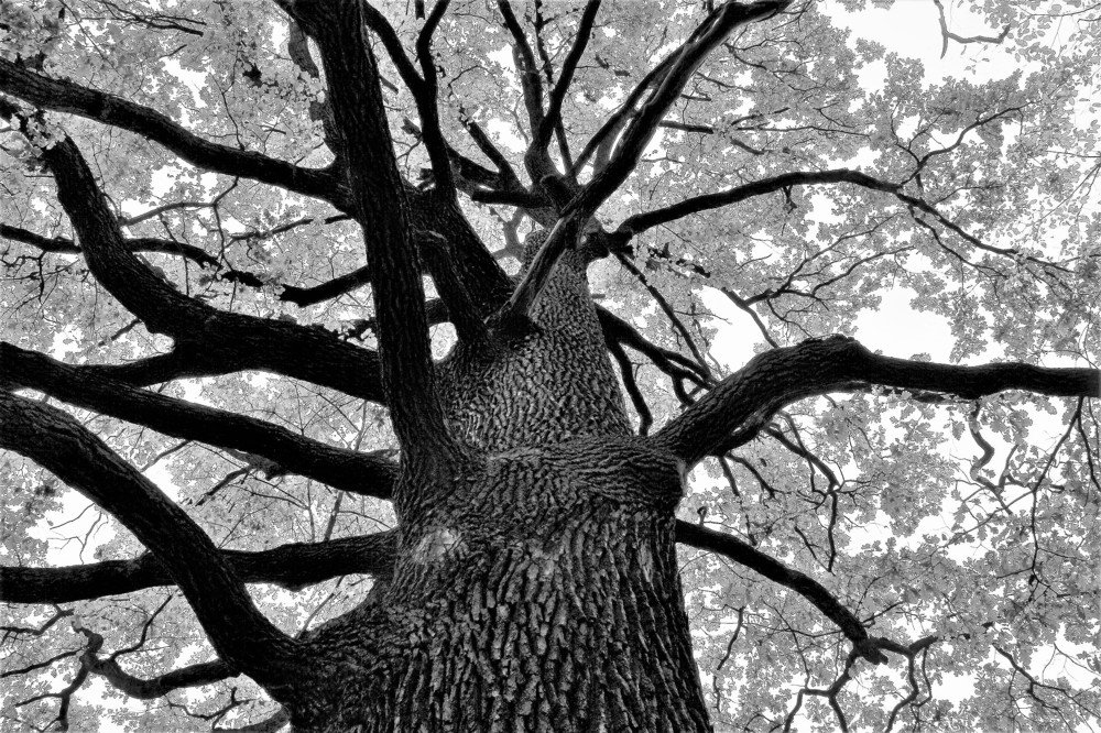 Photograph by Viktoriia Shtefanesa