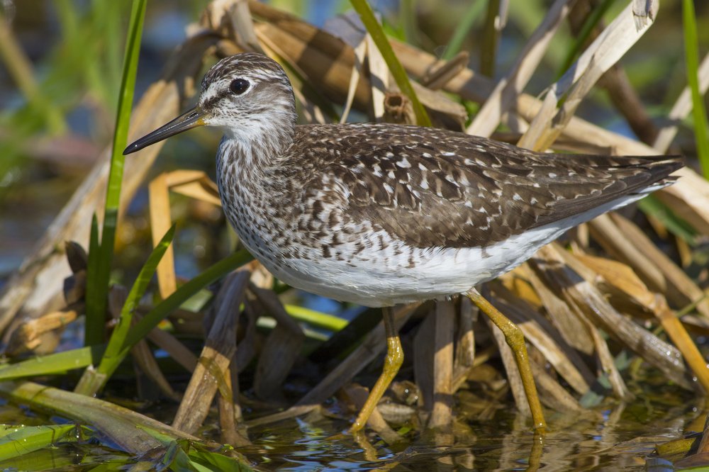 Tringa glareola