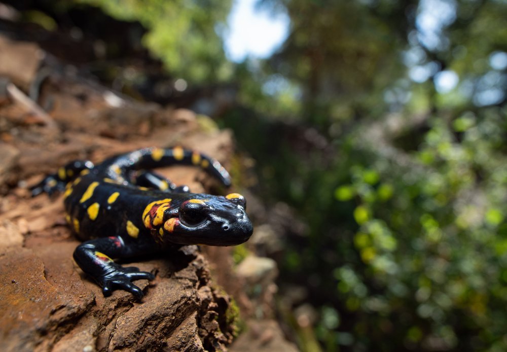 Salamandra s. morenica