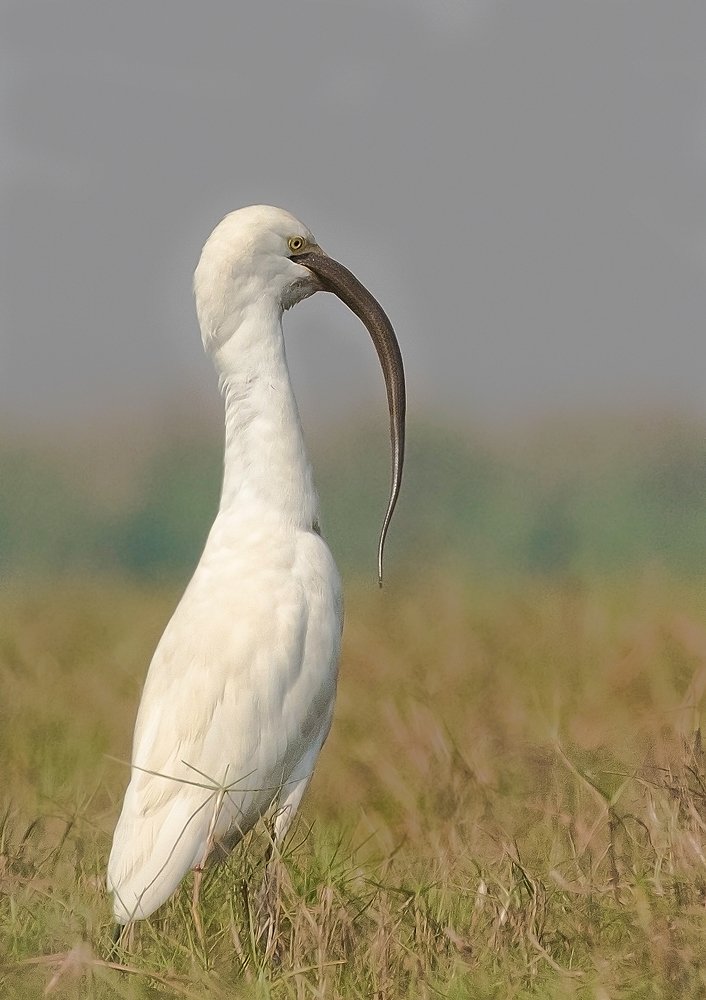 Photograph by Abhijit Das