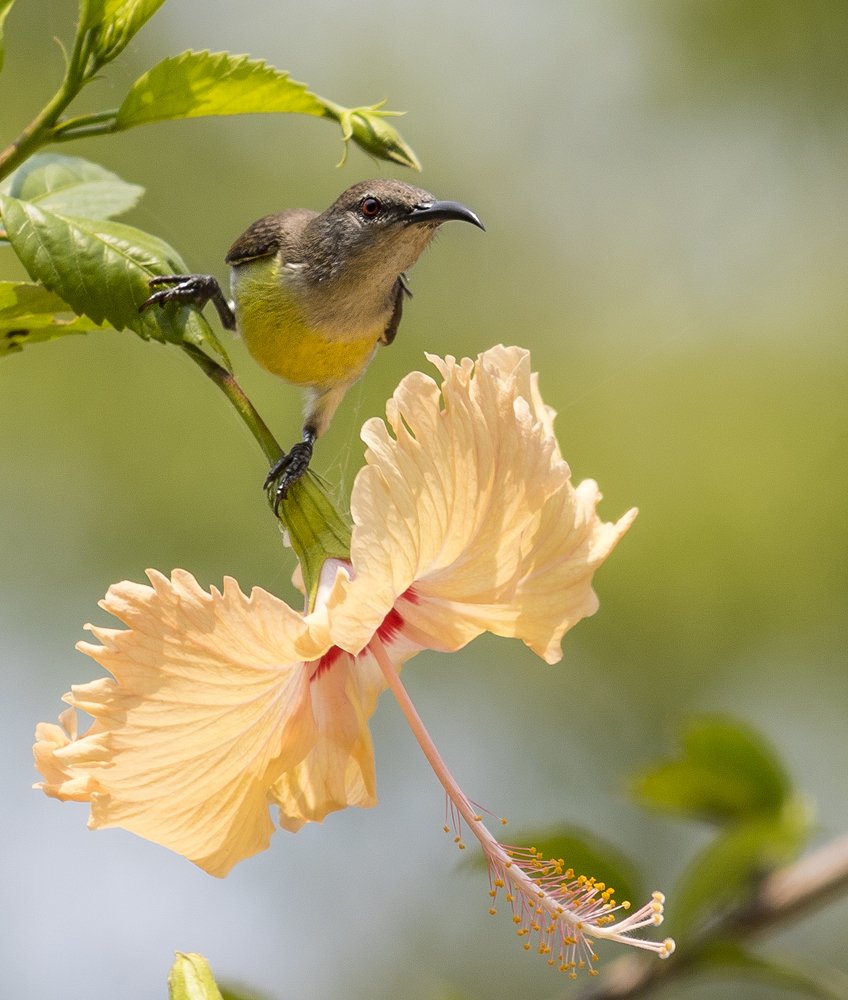 Photograph by Abhijit Das