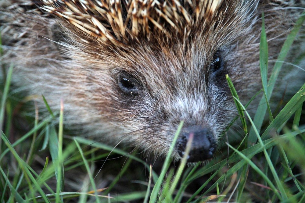 Ежик