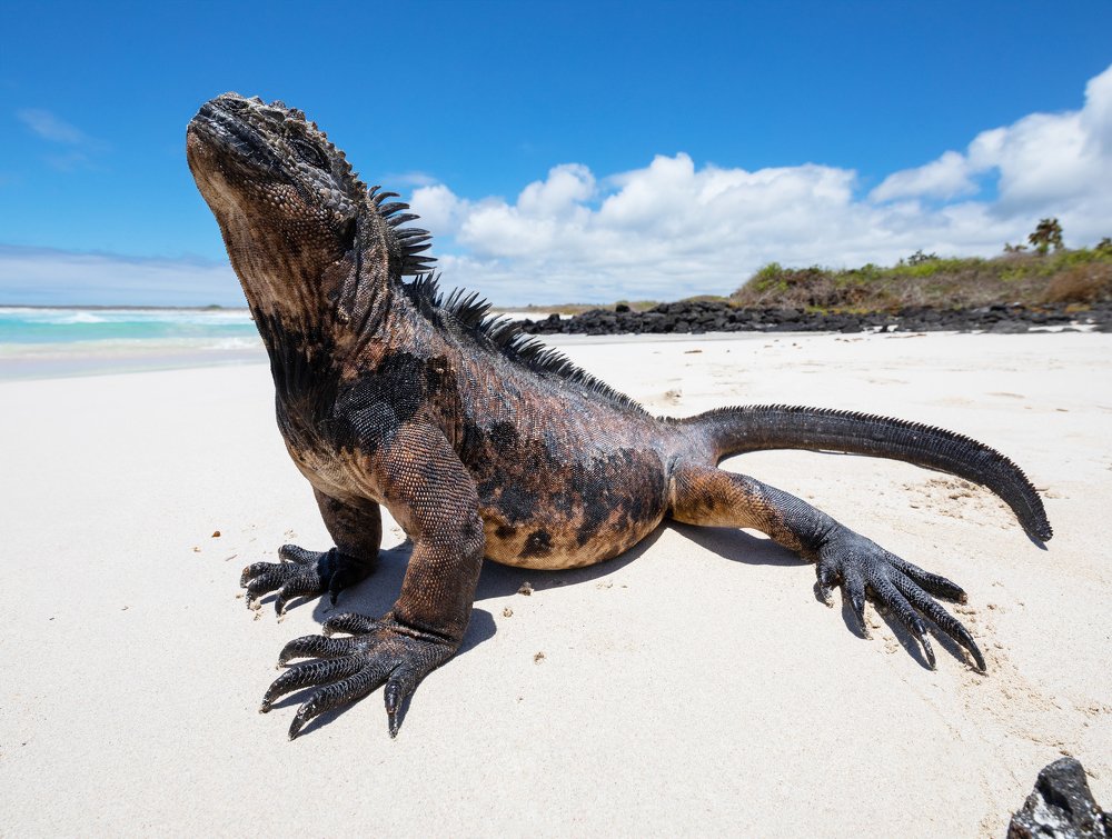 Marine Iguana