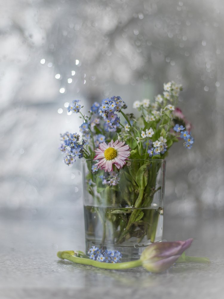 Незабудки .